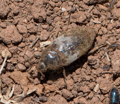 Dermestes marmoratus