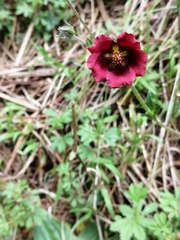 Potentilla rubra