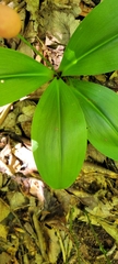 Clintonia umbellulata