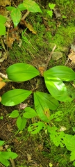 Clintonia umbellulata