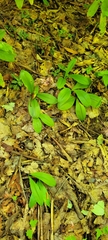 Clintonia umbellulata