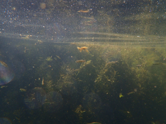Ptychocheilus grandis