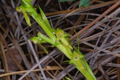 Platanthera brevifolia