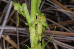 Platanthera brevifolia