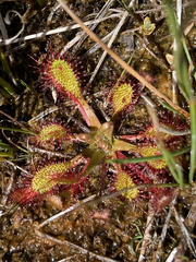 Drosera anglica