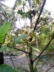 Carica papaya