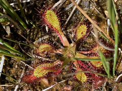 Drosera anglica