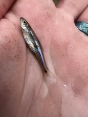 Notropis texanus