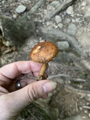 Hemistropharia