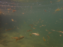 Ptychocheilus grandis