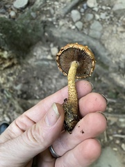 Hemistropharia