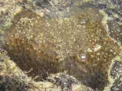 Siderastrea stellata