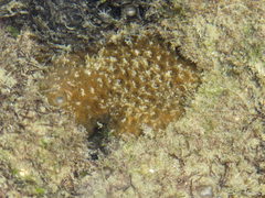 Siderastrea stellata