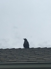 Corvus brachyrhynchos