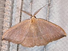 Watsonalla uncinula