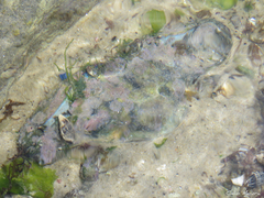 Callinectes marginatus