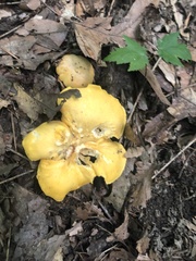Cantharellus appalachiensis