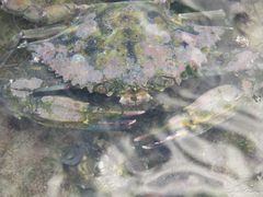 Callinectes marginatus