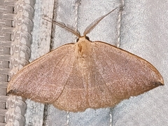 Watsonalla uncinula