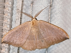 Watsonalla uncinula