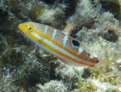Halichoeres radiatus