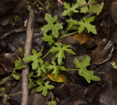 Bowlesia uncinata