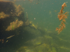 Ptychocheilus grandis