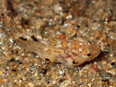Echiichthys vipera