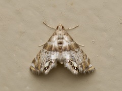 Petrophila fulicalis
