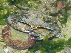 Callinectes marginatus