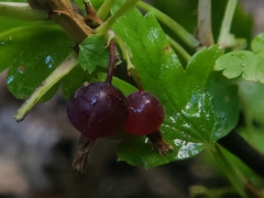 Ribes inerme inerme