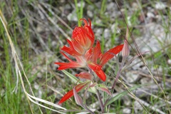 Castilleja nelsonii