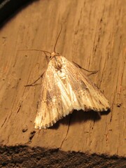 Crambodes talidiformis