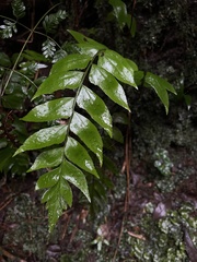 Polystichum dubium