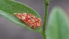 Erythroneura rubra