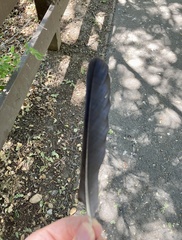 Corvus brachyrhynchos