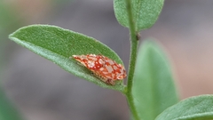 Erythroneura rubra