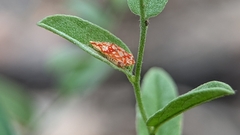 Erythroneura rubra