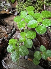 Peperomia hispidula hispidula