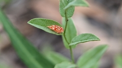 Erythroneura rubra
