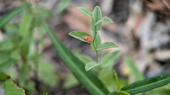 Erythroneura rubra