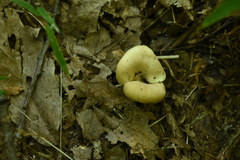 Lentinellus micheneri