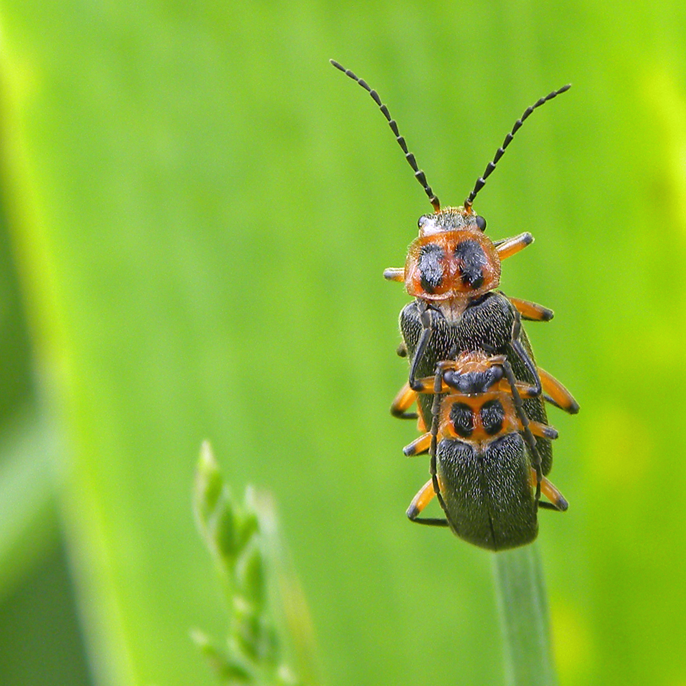 Two-lined Leatherwing