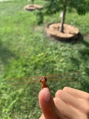 Libellula croceipennis