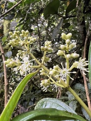 Miconia cremophylla