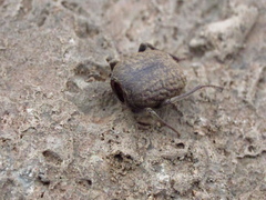 Entomochilus