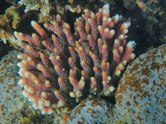 Acropora millepora