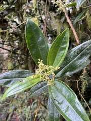 Miconia cremophylla