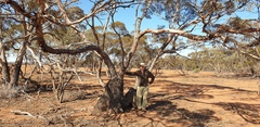 Eucalyptus socialis socialis