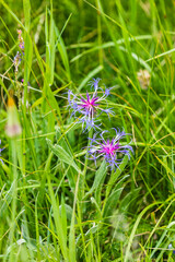 Centaurea triumfettii